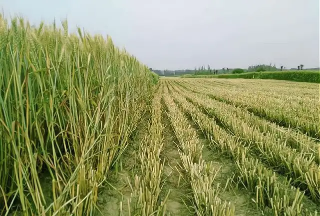 小麥青儲(chǔ)是糟蹋糧食嗎